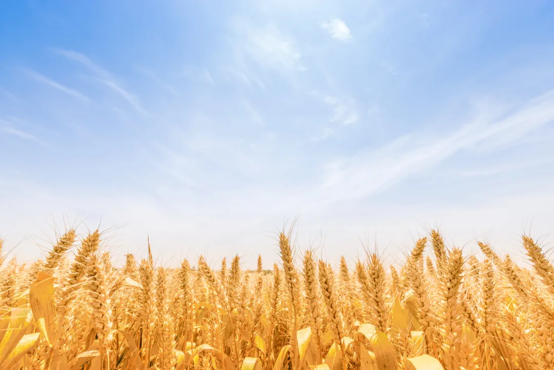 张兆曙 范晴雯 | 市场为本、规模为用:特色农业如何实现产业富民