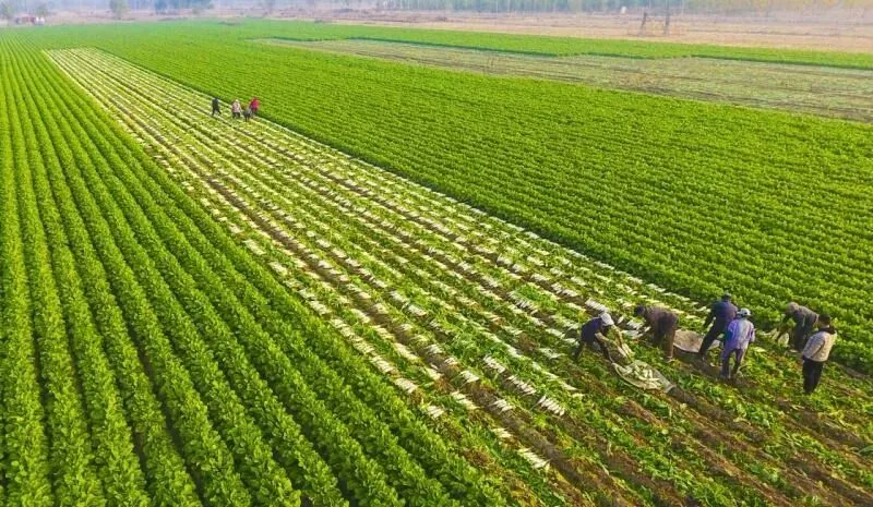 张兆曙 范晴雯 | 市场为本、规模为用:特色农业如何实现产业富民