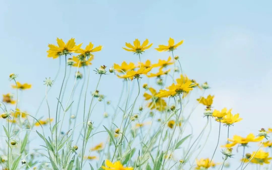 张兆曙 范晴雯 | 市场为本、规模为用:特色农业如何实现产业富民