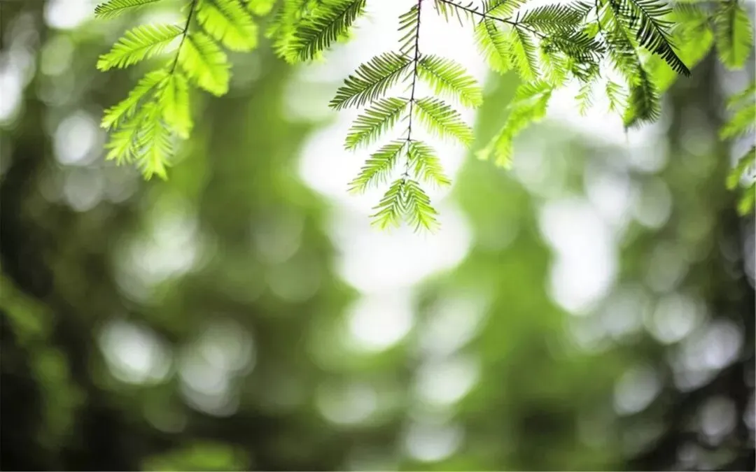 张兆曙 范晴雯 | 市场为本、规模为用:特色农业如何实现产业富民