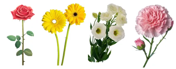 2026年4月3日斗南花卉批发市场,今日鲜花批发价格