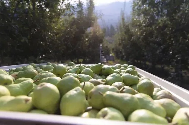 墨西哥仍然是美国梨的强劲出口市场