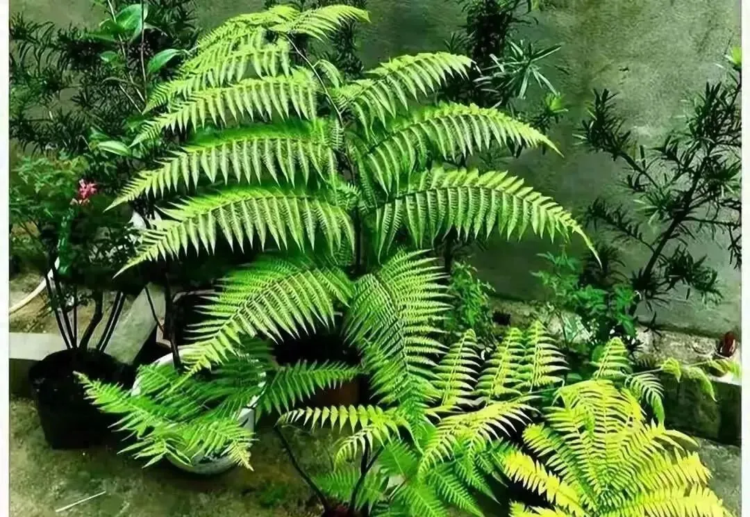 云南市场惊现“金毛狗”,4株引发大案,背后原因竟让人震惊!