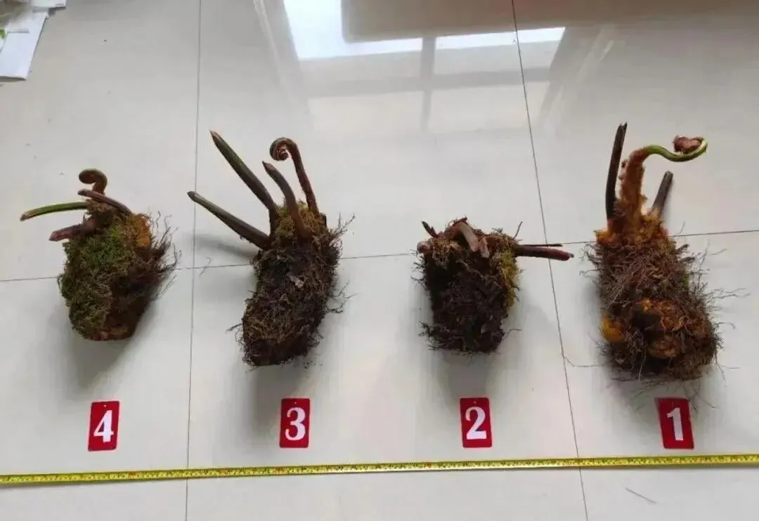 云南市场惊现“金毛狗”,4株引发大案,背后原因竟让人震惊!