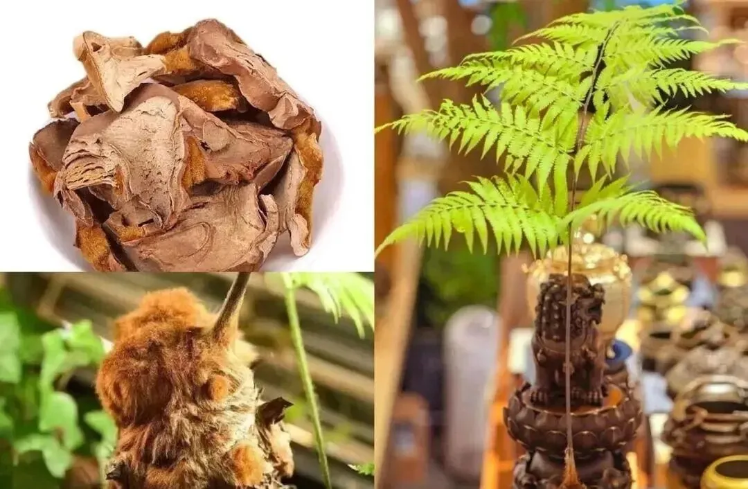 云南市场惊现“金毛狗”,4株引发大案,背后原因竟让人震惊!