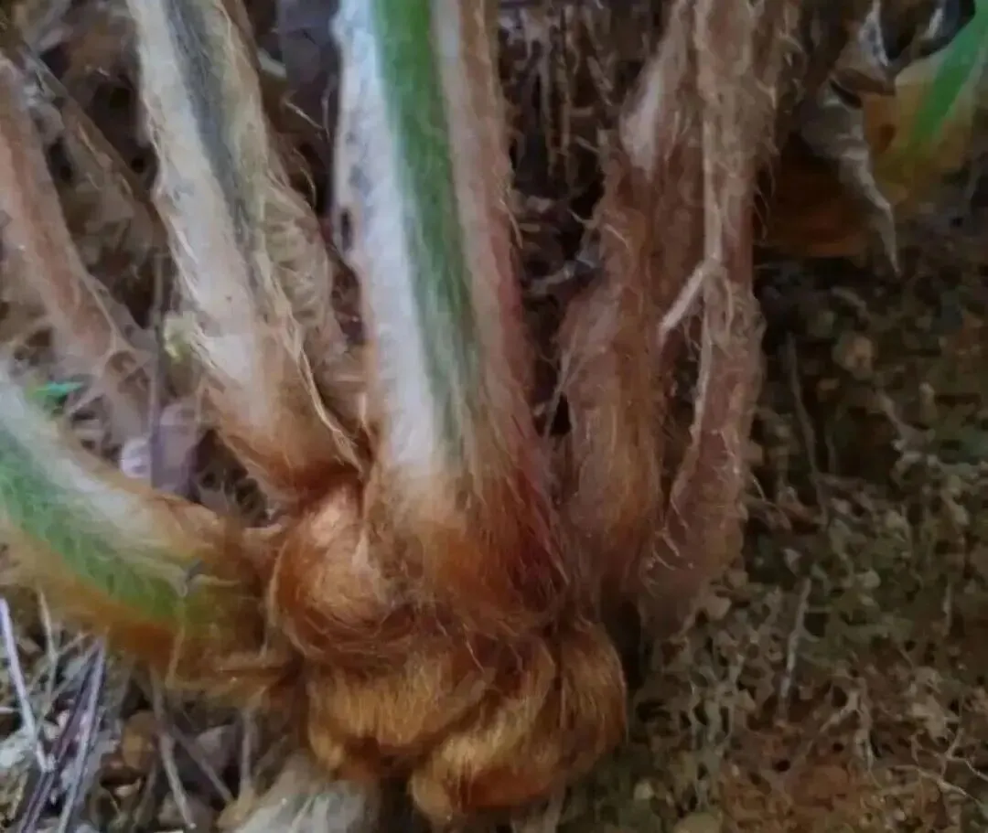 云南市场惊现“金毛狗”,4株引发大案,背后原因竟让人震惊!