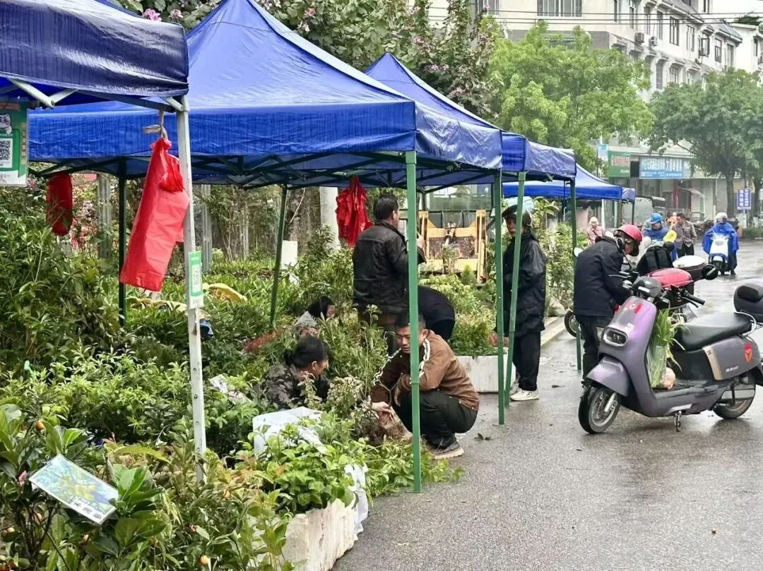 【春耕备耕】蒙山苗木市场 “燃” 动春耕活力