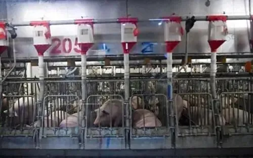 猪肉市场即将迎来四大变革:稳定、品质与自主可控的新生