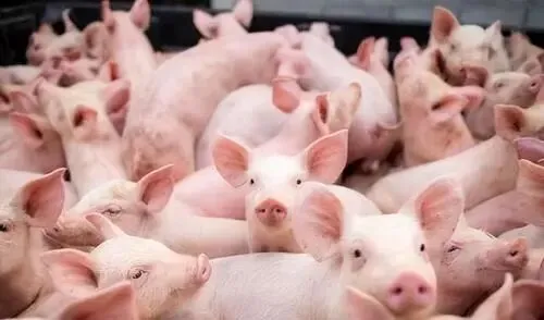 猪肉市场即将迎来四大变革:稳定、品质与自主可控的新生