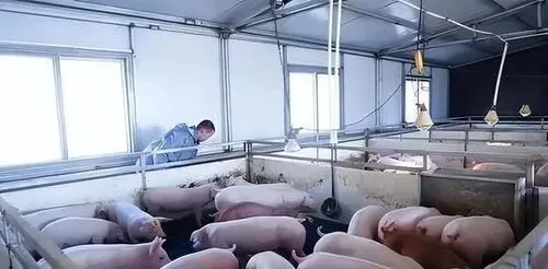 猪肉市场即将迎来四大变革:稳定、品质与自主可控的新生