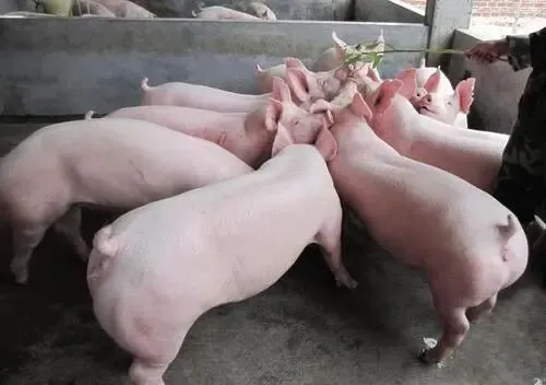 猪肉市场即将迎来四大变革:稳定、品质与自主可控的新生