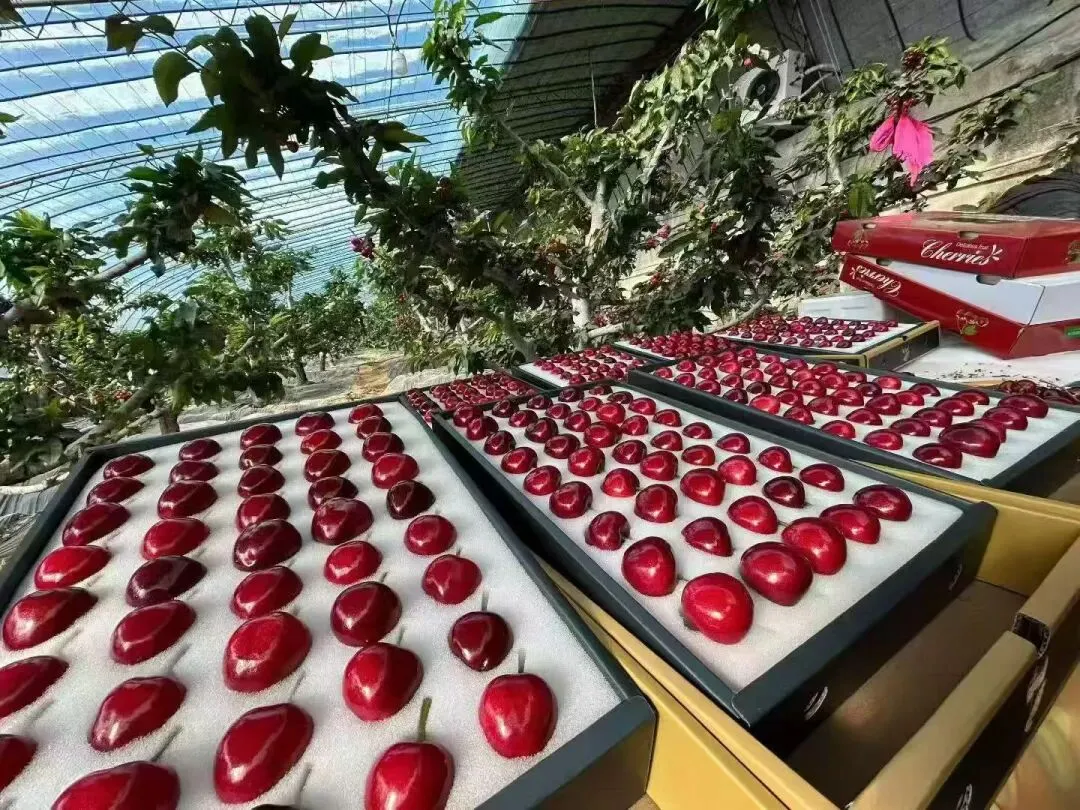 四平大樱桃出口印度 辽南甜鲜叩开国际市场