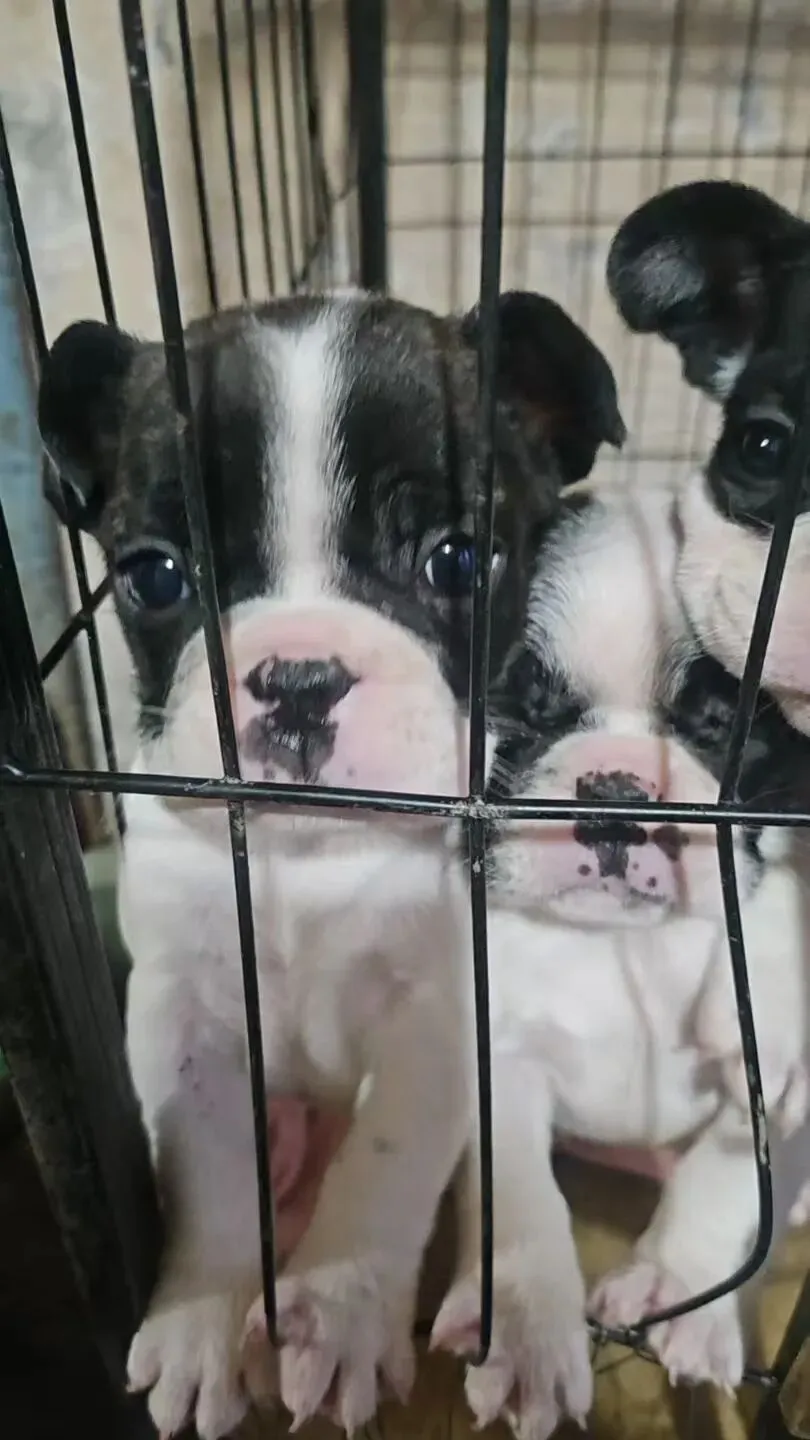 汤原买卖市场信息丨4月3日