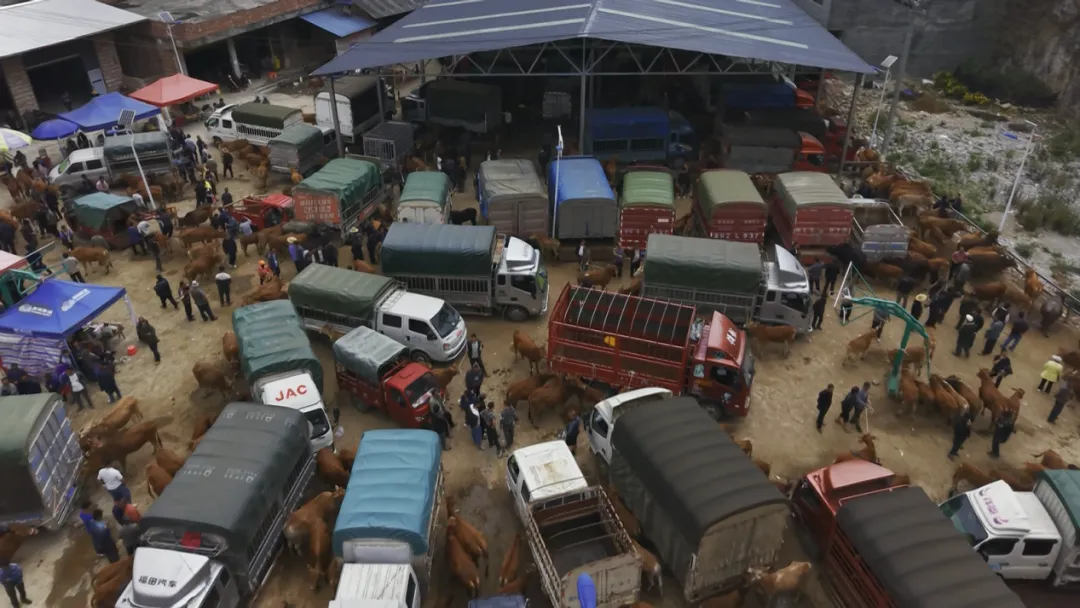 广南牛市:市场交易的肉牛达500头至600头 年交易金额可达4000万元