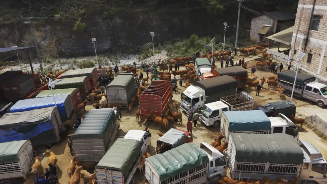广南牛市:市场交易的肉牛达500头至600头 年交易金额可达4000万元