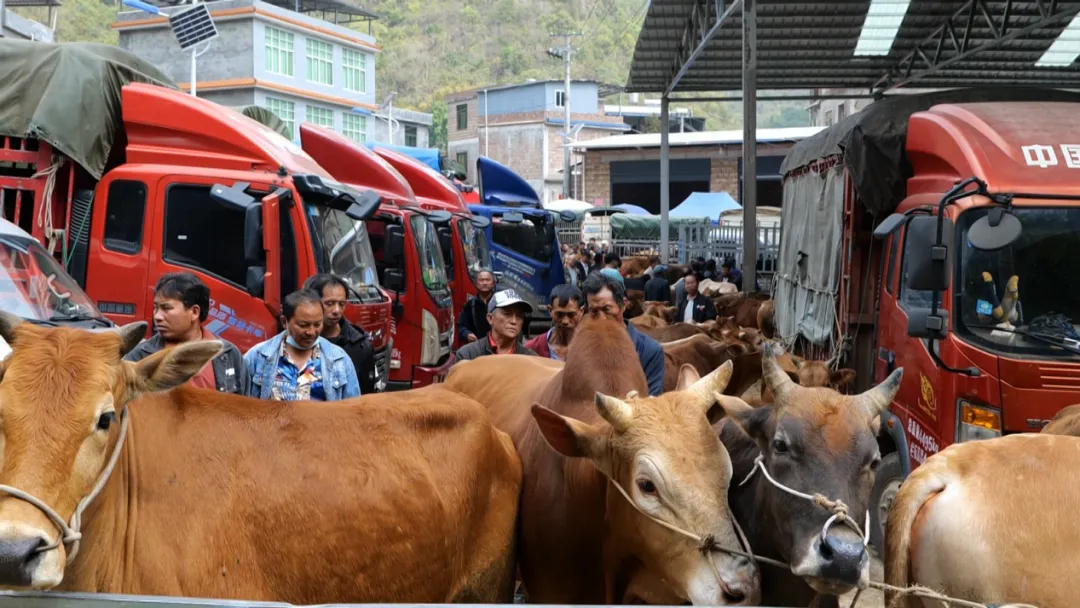 广南牛市:市场交易的肉牛达500头至600头 年交易金额可达4000万元