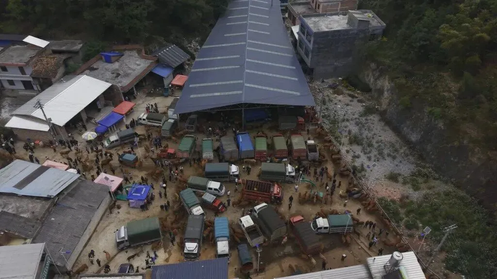 广南牛市:市场交易的肉牛达500头至600头 年交易金额可达4000万元