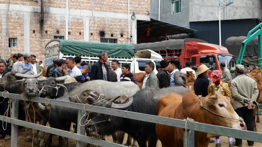 广南牛市:市场交易的肉牛达500头至600头 年交易金额可达4000万元