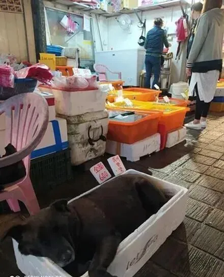 逛市场看到一只“海狗”只要600,网友忍不住笑了:很划算啊!