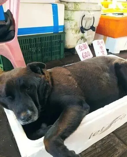 逛市场看到一只“海狗”只要600,网友忍不住笑了:很划算啊!