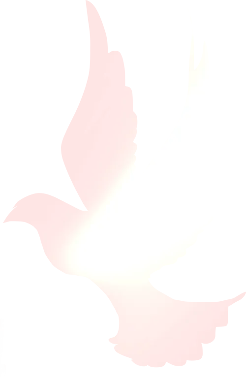 “青年有为·淬火逐梦”行动——市场营销小队以“直播+”赋能桃花季商旅文体健融合促消费