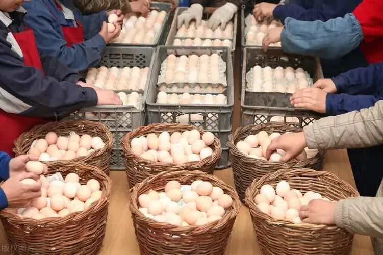 不出意外,4月起,鸡蛋市场将迎来4大变化,老百姓要早做准备