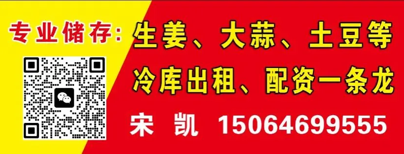 昌邑生姜交易市场,上货少,下货快,价格硬涨一到两毛钱