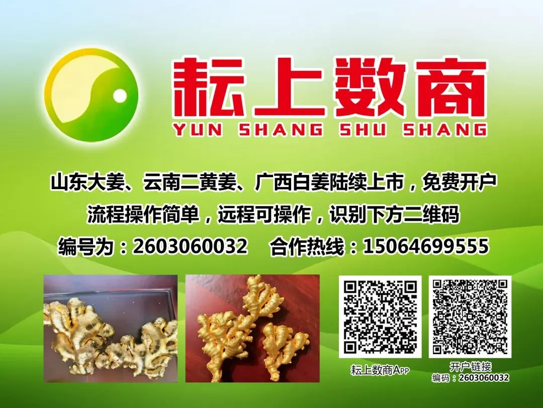 昌邑生姜交易市场,上货少,下货快,价格硬涨一到两毛钱