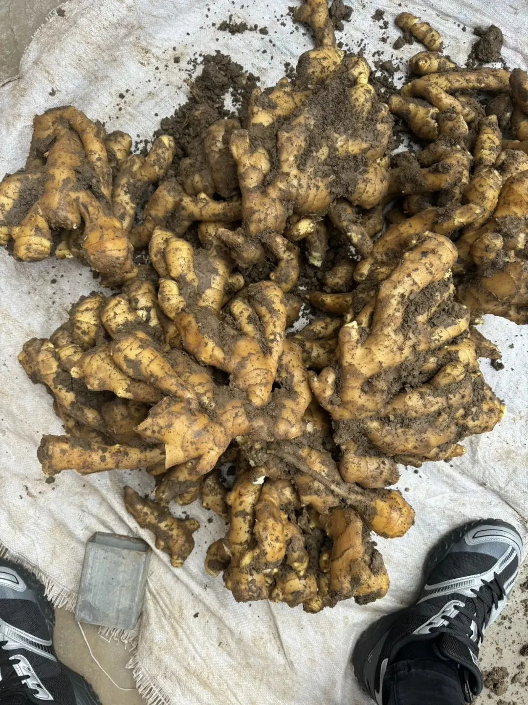 昌邑生姜交易市场,上货少,下货快,价格硬涨一到两毛钱