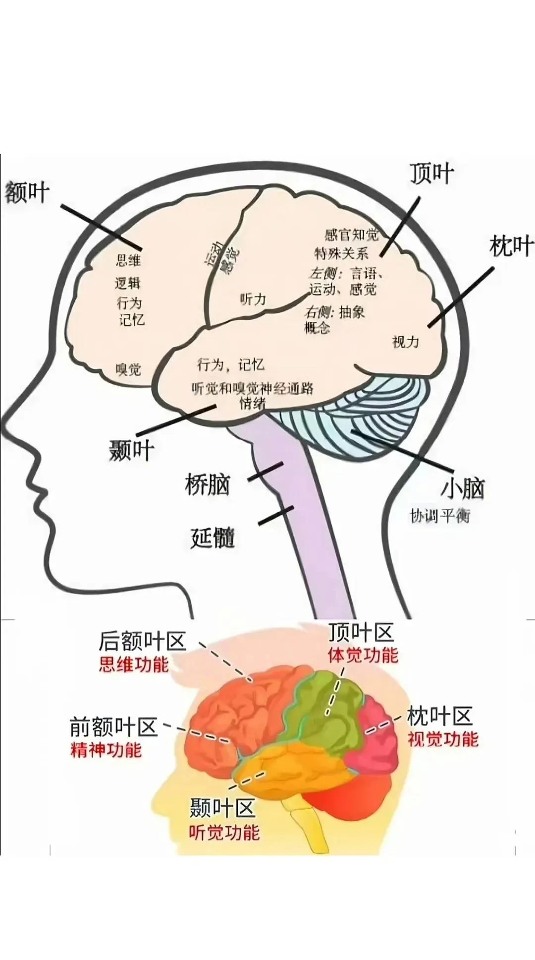 【友爱情感】当代相亲市场的顶流:前额叶友好型伴侣