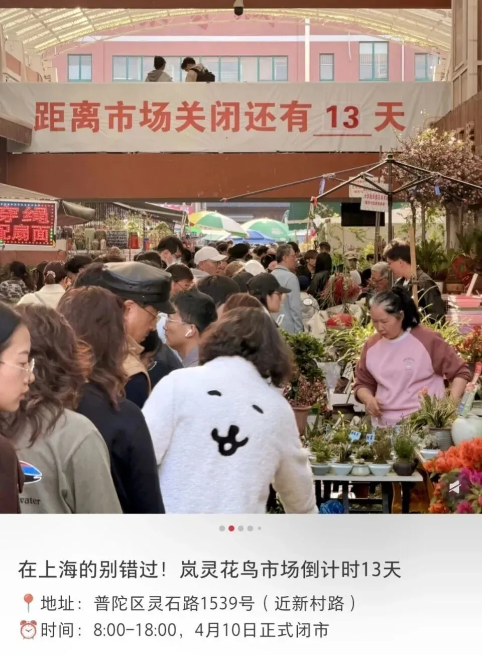 上海市中心规模最大花鸟市场即将关闭!天天有人赶来“捡漏”!2/3的商户明确新去向,已启动搬迁