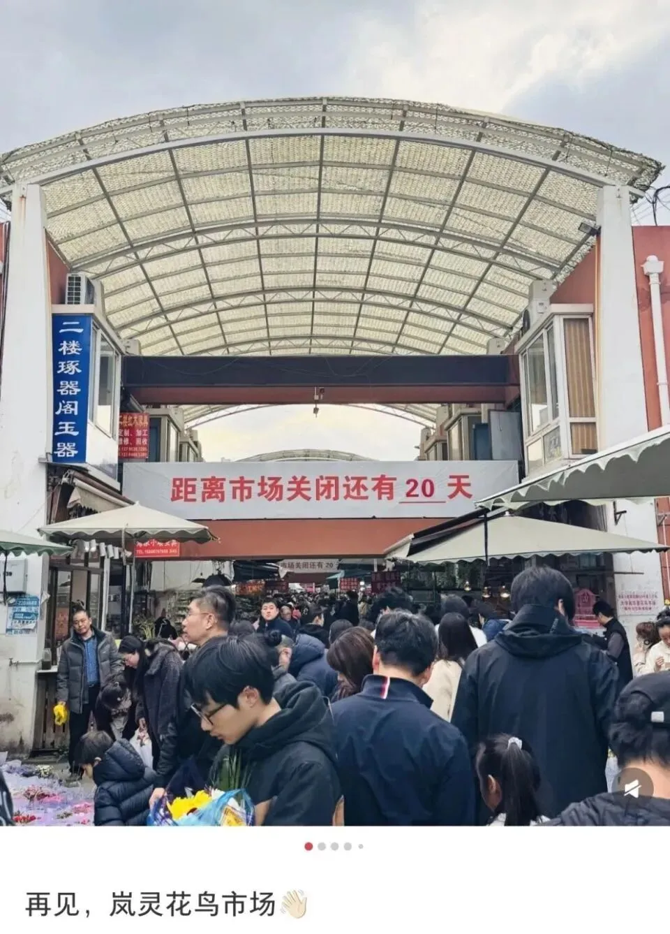 上海市中心规模最大花鸟市场即将关闭!天天有人赶来“捡漏”!2/3的商户明确新去向,已启动搬迁