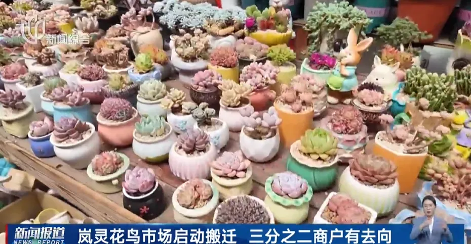 上海市中心规模最大花鸟市场即将关闭!天天有人赶来“捡漏”!2/3的商户明确新去向,已启动搬迁