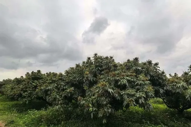 荔枝或大幅减产,优质品种走向空运出口市场