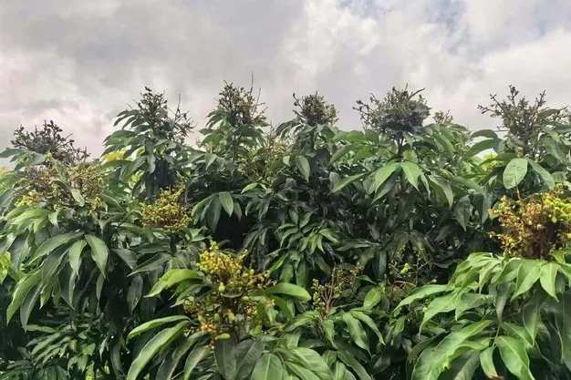 荔枝或大幅减产,优质品种走向空运出口市场