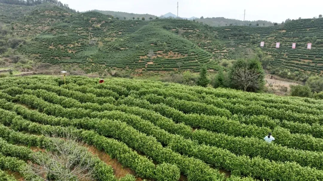 白天采摘茶场 凌晨江浙市场 铜鼓明前茶极速“抢鲜”