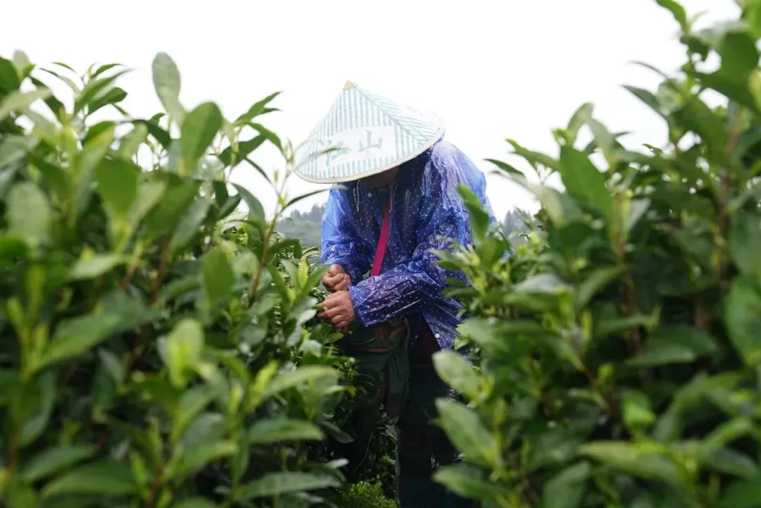 白天采摘茶场 凌晨江浙市场 铜鼓明前茶极速“抢鲜”