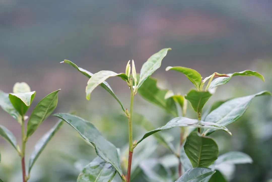 白天采摘茶场 凌晨江浙市场 铜鼓明前茶极速“抢鲜”