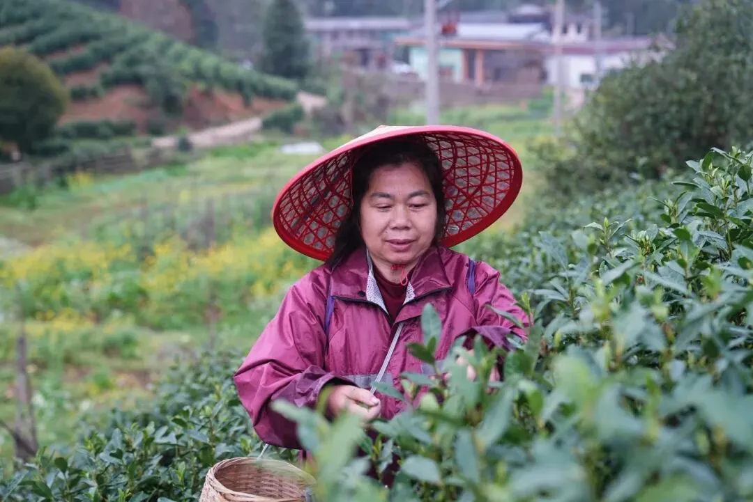 白天采摘茶场 凌晨江浙市场 铜鼓明前茶极速“抢鲜”