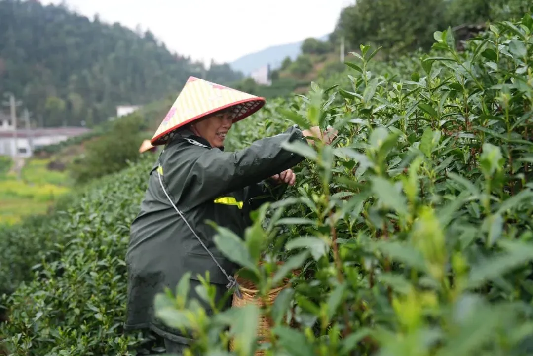 白天采摘茶场 凌晨江浙市场 铜鼓明前茶极速“抢鲜”