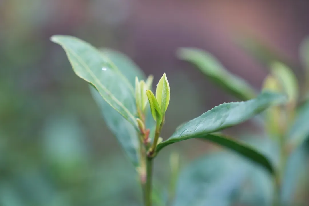 白天采摘茶场 凌晨江浙市场 铜鼓明前茶极速“抢鲜”