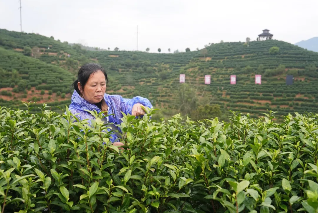 白天采摘茶场 凌晨江浙市场 铜鼓明前茶极速“抢鲜”