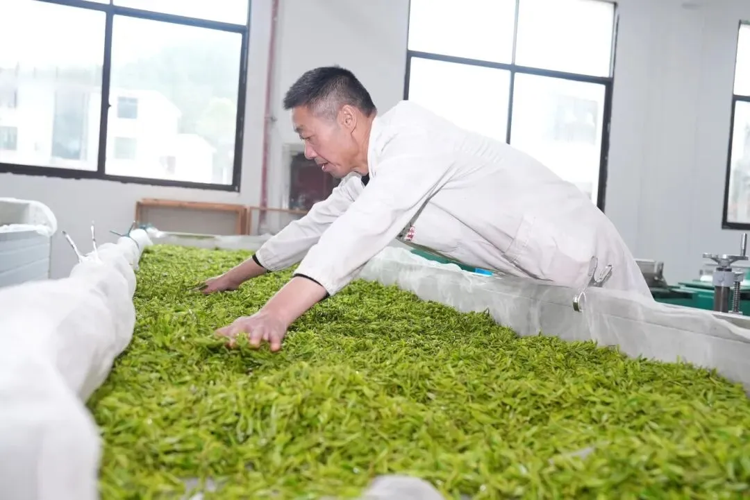 白天采摘茶场 凌晨江浙市场 铜鼓明前茶极速“抢鲜”