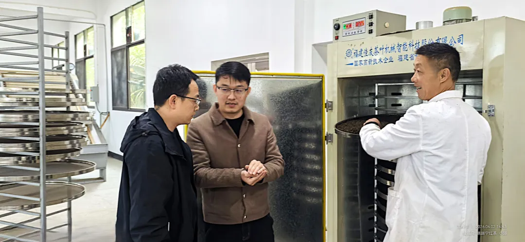 白天采摘茶场 凌晨江浙市场 铜鼓明前茶极速“抢鲜”