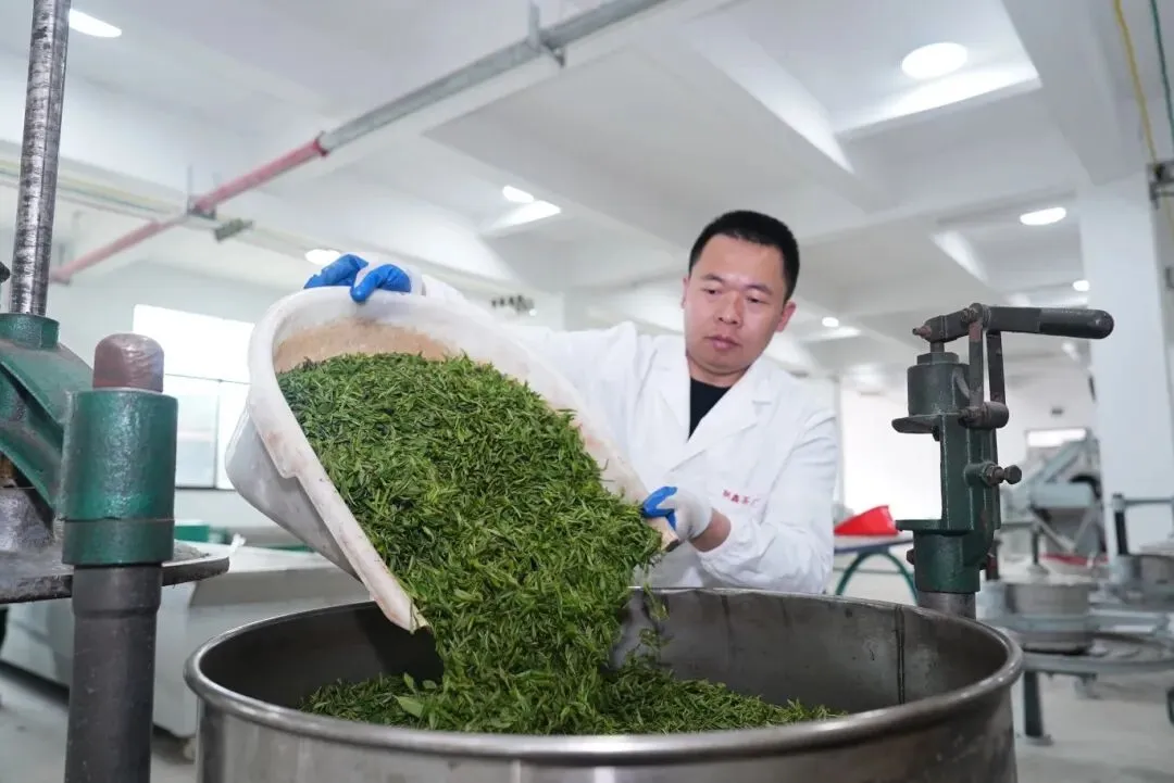 白天采摘茶场 凌晨江浙市场 铜鼓明前茶极速“抢鲜”