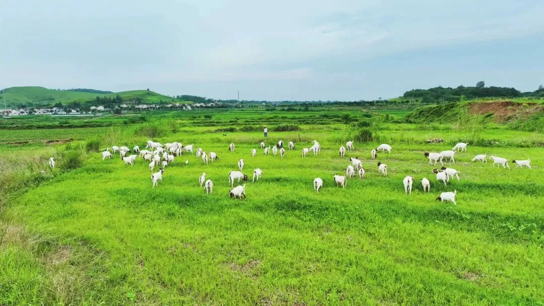 不要抱怨市场难做,到有草的地方去放羊就好!