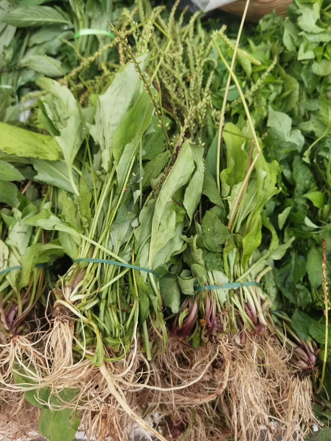 临沧扎路营批发市场里的宝物(之七)