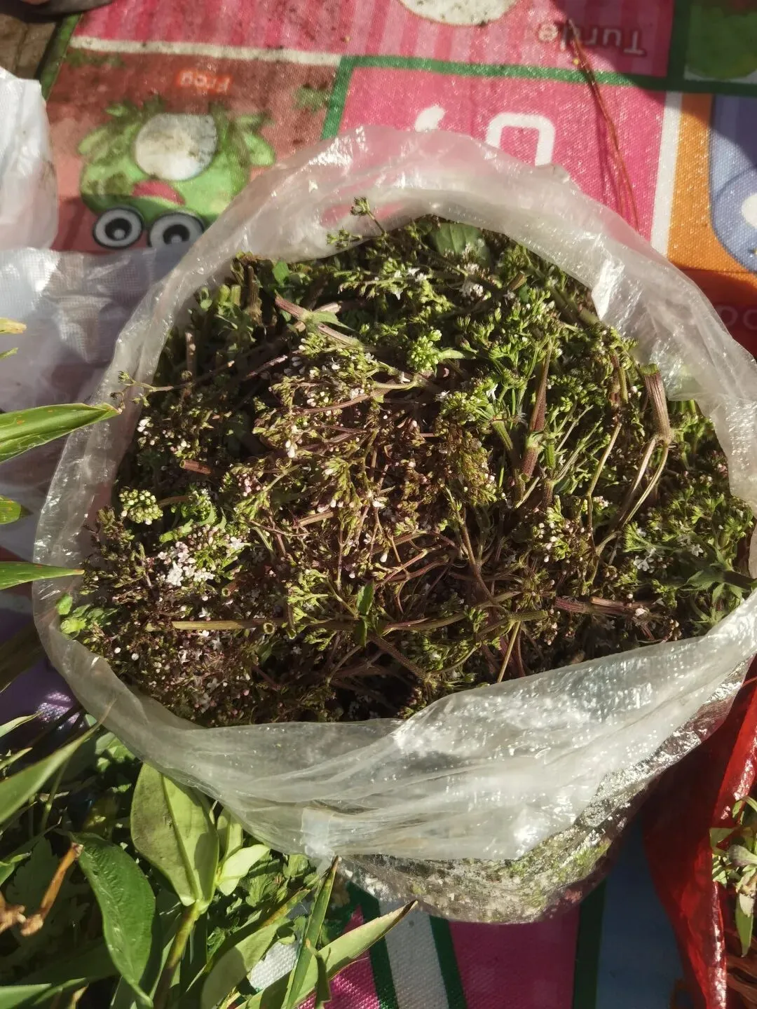 临沧扎路营批发市场里的宝物(之七)