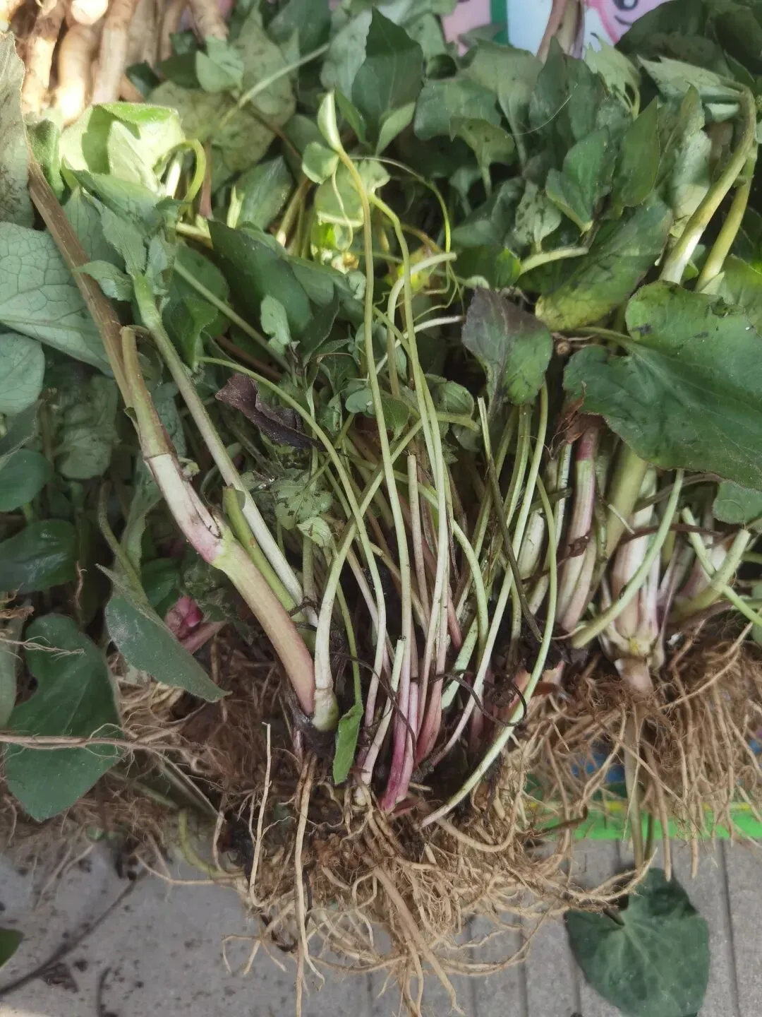 临沧扎路营批发市场里的宝物(之七)