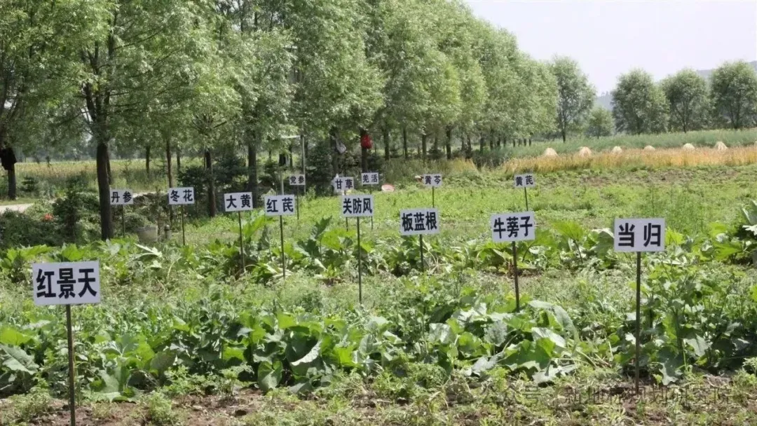 食药用花卉产业的市场前景分析